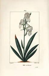 Florentine Iris, Florence Iris - Florentine Iris, Iris florentina, flor e folha. Gravura em chapa de cobre colorida à mão por Dubois a partir de um desenho de Pierre Jean-Francois Turpin de Chaumeton, Poiret e Chamberet de "La Flore Medicale", Paris, Pan