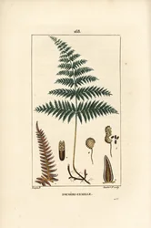 Fougere Aigle ou Grande Fougere - samambaia ou fetos femininos, Pteridium aquilinum. Gravura em chapa de cobre colorida à mão por Lambert Junior a partir de um desenho de Pierre Jean-Francois Turpin de Chaumeton, "La Flore Medicale" de Poiret et Chamberet,