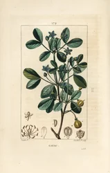 Gaiacum ou madeira sagrada, madeira da vida - Guaiacum, Guajacum officinale. Gravura de chapa de cobre colorida à mão por Lambert Junior a partir de um desenho de Pierre Jean-Francois Turpin de Chaumeton, Poiret e Chamberet "La Flore Medicale", Paris, Panc