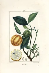 Garcinia gummi gutta ou Malabar Tamarinier, Gambooge, Brindall Bay - Gum guttae, Cambogia gutta, com fruto, folha, flor e fruto em secção. Gravura de chapa de cobre colorida à mão por Lambert Junior a partir de um desenho de Pierre Jean-Francois Turpin
