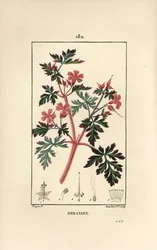 Geranium grass a Robert - Hert Robert, Geranium robertianum. Gravura de chapa de cobre colorida à mão por Lambert Junior a partir de um desenho de Pierre Jean-Francois Turpin de Chaumeton, Poiret e Chamberet "La Flore Medicale", Paris, Panckoucke