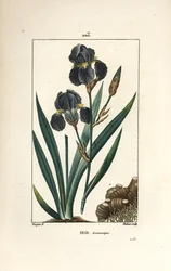 Íris alemã ou Íris de jardim - Flor azul de luce, Íris germanica, folha, flor e raiz. Gravura em chapa de cobre colorida à mão por Dubois a partir de um desenho de Pierre Jean-Francois Turpin de Chaumeton, Poiret e Chamberet de "La Flore Medicale", Paris