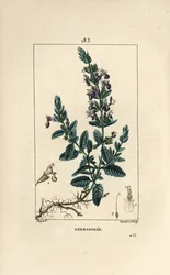 Germandree petit oak - Germander, Teucrium chamaedrys. Gravura em chapa de cobre colorida à mão por Lambert Junior a partir de um desenho de Pierre Jean-Francois Turpin de Chaumeton, Poiret e Chamberet "La Flore Medicale", Paris, Panckoucke