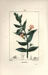 Gratiole officinale, ou Grace de dieu, Grace au poor man, Petite digitale - Hedge hyssops, Gratiola officinalis. Gravura em chapa de cobre colorida à mão por Lambert Junior a partir de um desenho de Pierre Jean-Francois Turpin de Chaumeton, Poiret e Chambe