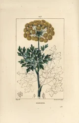 Gommy ferule ou galbano - Galbano, Ferula gummosa, mostrando flores, folhas e sementes. Gravura em chapa de cobre colorida à mão por Lambert Junior a partir de um desenho de Pierre Jean-Francois Turpin de Chaumeton, "La Flore Medicale," de Poiret et Chambe
