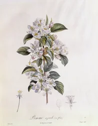 Espinheiro (Crataegus azarolus) flor Henry Louis Duhamel du Monceau, placa botânica de Pierre Jean Francois Turpin