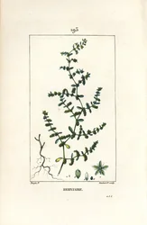 Herniário glabro ou turquesa - Ruptura de mosto, Herniaria glabra. Gravura em chapa de cobre colorida à mão por Lambert Junior a partir de um desenho de Pierre Jean-Francois Turpin de Chaumeton, Poiret e Chamberet "La Flore Medicale", Paris, Panckoucke