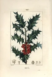 Azevinho - Azevinho, Ilex aqualifolium, com folhas espinhosas e bagas vermelhas. Gravura em chapa de cobre colorida à mão por Lambert Junior a partir de um desenho de Pierre Jean-Francois Turpin de Chaumeton, Poiret e Chamberet "La Flore Medicale", Paris, 