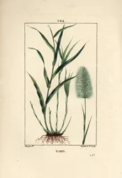 nardo indiano, indica, spicanard - Spikenard, Andropogon nardus, com folha, raiz e flor. Gravura em chapa de cobre colorida à mão por Lambert Junior a partir de um desenho de Pierre Jean-Francois Turpin de Chaumeton, Poiret e Chamberet, "La Flore Medi