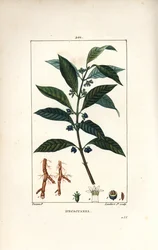 Ipeca ou Ipecacuana - Ipecacuanha, Psychotria emetica, com folha, flor e raiz. Gravura em chapa de cobre colorida à mão por Lambert Junior a partir de um desenho de Pierre Jean-Francois Turpin de Chaumeton, Poiret e Chamberet, "La Flore Medicale," Par