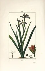 Iris fetide ou perna de íris, íris fedorenta - Iris fedorenta, Iris foetida, com flor, folha e vagem de semente. Gravura em chapa de cobre colorida à mão por Dubois a partir de um desenho de Pierre Jean-Francois Turpin de Chaumeton, Poiret e Chamberet de "