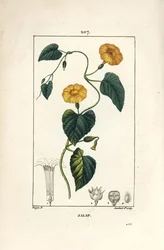 Jalap, Convolvulus jalappa. Gravura em chapa de cobre colorida à mão por Lambert Junior a partir de um desenho de Pierre Jean-Francois Turpin de Chaumeton, Poiret e Chamberet "La Flore Medicale", Paris, Panckoucke