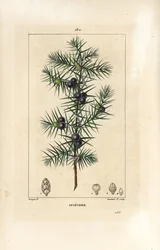 Junipereira, Juniperus vulgaris, mostrando folha, baga e caule. Gravura em chapa de cobre colorida à mão por Lambert Junior a partir de um desenho de Pierre Jean-Francois Turpin de Chaumeton, Poiret e Chamberet "La Flore Medicale", Paris, Panckoucke
