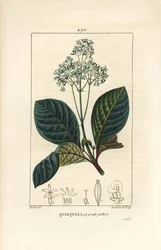 Ladenbergia oblongifolia (Cinchona magnifolia), com flor, ramo, folha e semente. Gravura em chapa de cobre colorida à mão por Lambert Junior a partir de um desenho de Pierre Jean-Francois Turpin de Chaumeton, Poiret e Chamberet, "La Flore Medicale", Pa