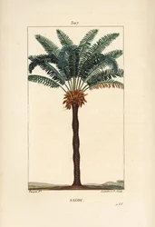 Ramo grande ou grandes cycas - Rainha sago, Cycas circinalis, mostrando folha, semente e tronco. Palmeira ameaçada de extinção. Gravura de chapa de cobre colorida à mão por Lambert Junior a partir de um desenho de Pierre Jean-Francois Turpin de Chaumeton, 