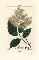 Sabugueiro grande ou sabugueiro preto - Sabugueiro comum, Sambucus nigra. Gravura em chapa de cobre colorida à mão por Lambert Junior a partir de um desenho de Pierre Jean-Francois Turpin de Chaumeton, Poiret e Chamberet "La Flore Medicale", Paris, Panck