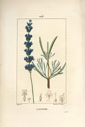 Alfazema áspico - Lavanda, Lavendula spica. Gravura de chapa de cobre colorida à mão por Lambert Junior a partir de um desenho de Pierre Jean-Francois Turpin de Chaumeton, Poiret e Chamberet "La Flore Medicale", Paris, Panckoucke