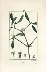 Folha de visco - Mistletoe, Vissperm album. Gravura em chapa de cobre colorida à mão por Lambert Junior a partir de um desenho de Pierre Jean-Francois Turpin de Chaumeton, Poiret e Chamberet "La Flore Medicale", Paris, Panckoucke