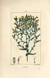 Alface - Alface, Lactuca sativa. Gravura em chapa de cobre colorida à mão por Lambert Junior a partir de um desenho de Pierre Jean-Francois Turpin de Chaumeton, Poiret e Chamberet "La Flore Medicale", Paris, Panckoucke