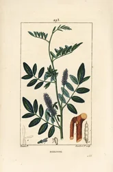 Alcaçuz ou alcaçuz, Glycyrrhiza glabra, com flor, folha, casca, ramo lenhoso e semente. Gravura em chapa de cobre colorida à mão por Lambert Junior a partir de um desenho de Pierre Jean-Francois Turpin de Chaumeton, Poiret e Chamberet de "La Flore Medical