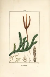 Lycopod officinal ou erva com tacos - Musgo comum do clube, Lycopodium clavatum. Gravura em chapa de cobre colorida à mão por Lambert Junior a partir de um desenho de Pierre Jean-Francois Turpin de Chaumeton, Poiret e Chamberet de "La Flore Medicale", Pari
