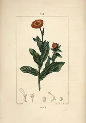 Calêndula, Calendula officinalis, com flor, folha e talo. Gravura em chapa de cobre colorida à mão por Lambert Junior a partir de um desenho de Pierre Jean-Francois Turpin de Chaumeton, Poiret e Chamberet "La Flore Medicale", Paris, Panckoucke