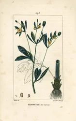 Caltha do pântano, população de pântanos ou calêndula aquática - Calêndula do pântano ou pé-de-cabra do pântano, Caltha palustris (Ranunculus palustris), com flor, folha, talo, raiz e semente. Gravura em chapa de cobre colorida à mão por Lambert Júnior a p