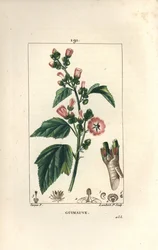 Marshmallow, Wild Marshmallow ou White Mallow - Marshmallow, Althaea officinalis. Gravura em chapa de cobre colorida à mão por Lambert Junior a partir de um desenho de Pierre Jean-Francois Turpin de Chaumeton, Poiret e Chamberet, "La Flore Medicale," Par