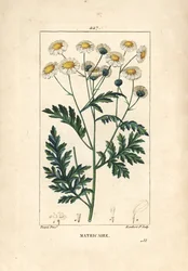 Matricary - Feverfew, Matricaria vulgaris. Gravura em chapa de cobre colorida à mão por Lambert Junior a partir de um desenho de Pierre Jean-Francois Turpin de Chaumeton, Poiret e Chamberet "La Flore Medicale", Paris, Panckoucke