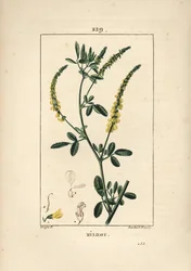 Melilot - Melilot trefoil, Melitotus officinarum. Gravura em chapa de cobre colorida à mão por Lambert Junior a partir de um desenho de Pierre Jean-Francois Turpin de Chaumeton, Poiret e Chamberet "La Flore Medicale", Paris, Panckoucke
