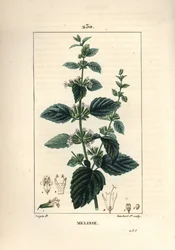 Melisse des jardins ou melisse cultivada - Bálsamo comum, Melissa hydrtensis. Gravura em chapa de cobre colorida à mão por Lambert Junior a partir de um desenho de Pierre Jean-Francois Turpin de Chaumeton, Poiret e Chamberet "La Flore Medicale", Paris, Pa
