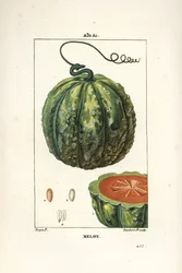 Melão, fruta - Melão, Cucumis melo, com fruta em secção. Gravura em chapa de cobre colorida à mão por Lambert Junior a partir de um desenho de Pierre Jean-Francois Turpin de Chaumeton, Poiret e Chamberet "La Flore Medicale", Paris, Panckoucke