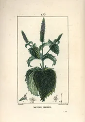 Menta crispee, frisada ou oca - Curled mint, Mentha crispa. Gravura em chapa de cobre colorida à mão por Lambert Junior a partir de um desenho de Pierre Jean-Francois Turpin de Chaumeton, Poiret e Chamberet "La Flore Medicale", Paris, Panckoucke