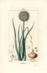 Cebola - Cebola, Allium cepa, com flor, folha, bulbo e raízes. Gravura em chapa de cobre colorida à mão por Lambert Junior a partir de um desenho de Pierre Jean-Francois Turpin de Chaumeton, Poiret e Chamberet "La Flore Medicale", Paris, Panckoucke