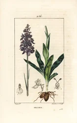 Orquídea macho ou satyrion macho - Orquídea precoce roxa ou macho, mascula de orquídea, com flor, pedúnculo, folha e bulbo. Gravura em chapa de cobre colorida à mão por Lambert Junior a partir de um desenho de Pierre Jean-Francois Turpin de Chaumeton, Poir