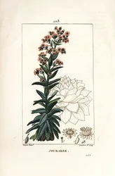 Orpin - Algo comum, Sedum majus. Gravura em chapa de cobre colorida à mão por Lambert Junior a partir de um desenho de Pierre Jean-Francois Turpin de Chaumeton, Poiret e Chamberet "La Flore Medicale", Paris, Panckoucke