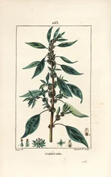 Parietaire officinale (ou Perce wallaille, Casse pierre, Espargoule, Gamberoussette) - Parietaria officinalis, com pedúnculo, folha, flor e semente. Gravura em chapa de cobre colorida à mão por Lambert Junior a partir de um desenho de Pierre Jean-Fra