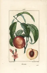 Pecher - Pessegueiro, Amygdalus persica, com flor, folha, talo, fruto maduro e fruto em secção com semente. Gravura de chapa de cobre colorida à mão por Lambert Junior a partir de um desenho de Pierre Jean-Francois Turpin de Chaumeton, Poiret e Chamberet