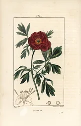 Peony officinale - Peônia européia, Paeonia officinalis, com flor, folha e contorno de partes de flores. Gravura em chapa de cobre colorida à mão por Lambert Junior a partir de um desenho de Pierre Jean-Francois Turpin de Chaumeton, Poiret e Chamberet de "