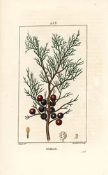 Phenicie ou Lycia Juniper ou Juniper Vermelho - Juniper Fenicean, arar ou incenso, Juniperus phoenicea, com ramo, folha e baga. Gravura em chapa de cobre colorida à mão por Lambert Junior a partir de um desenho de Pierre Jean-Francois Turpin de Chaumeton, 