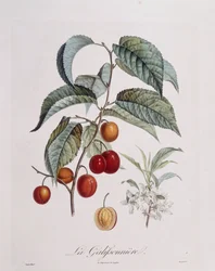 Ameixa "La Galifsonniere" Henry Louis Duhamel du Monceau, placa botânica de Pierre Jean Francois Turpin