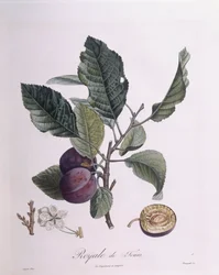 Ameixa "Royale de Tours", Henry Louis Duhamel du Monceau, placa botânica de Pierre Jean Francois Turpin