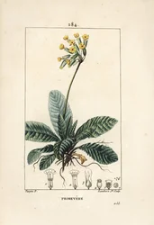 Primevere officinale ou brerelle, cuco, Herb a la paralysis, Herb de Saint Paul, primerolle - Cowslip, Primula veris, mostrando flor, folha e raízes. Gravura em chapa de cobre colorida à mão por Lambert Junior a partir de um desenho de Pierre Jean-Francois
