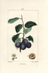 Ameixa - Ameixa ou ameixoeira, Prunus domestica, com fruto, folha, flor, ramo e fruto maduro em secção. Gravura em chapa de cobre colorida à mão por Lambert Junior a partir de um desenho de Pierre Jean-Francois Turpin de Chaumeton, Poiret e Chamberet