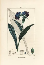 Pulmonary officinale - Lungwort, Pulmonaria officinalis, com flor, folha, talo e folha em contorno. Gravura em chapa de cobre colorida à mão por Lambert Junior a partir de um desenho de Pierre Jean-Francois Turpin de Chaumeton, Poiret e Chamberet