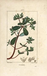 Purslane, Porcelana, Porculaca oleracea, com folha, talo e flor. Gravura em chapa de cobre colorida à mão por Lambert Junior a partir de um desenho de Pierre Jean-Francois Turpin de Chaumeton, Poiret e Chamberet "La Flore Medicale", Paris, Panckouck