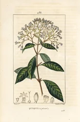 Quinquina - Quinina ou casca de árvore peruana, Cinchona officinalis, com flor, ramo, folha e semente. Gravura em chapa de cobre colorida à mão por Lambert Junior a partir de um desenho de Pierre Jean-Francois Turpin de Chaumeton, Poiret e Chamberet