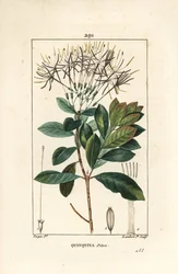 Quinquina piton - Exostema sanctae-luciae (syn. Cinchona floribunda), com flor, folha, talo e semente. Gravura em chapa de cobre colorida à mão por Lambert Junior a partir de um desenho de Pierre Jean-Francois Turpin de Chaumeton, Poiret e Chamberet de "La