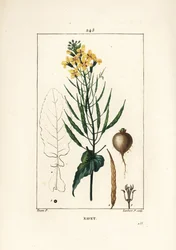 Colza ou oleaginosa, Brassica napus, com folha, flor e raiz. Gravura em chapa de cobre colorida à mão por Lambert Junior a partir de um desenho de Pierre Jean-Francois Turpin de Chaumeton, Poiret e Chamberet "La Flore Medicale", Paris, Panckoucke