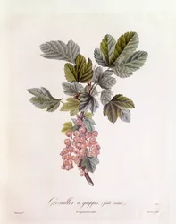 Groselha vermelha (Ribes rubrum), Henry Louis Duhamel du Monceau, placa botânica de Pierre Jean Francois Turpin